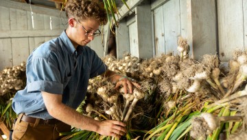 A student sets out garlic to dry at the Dilmun Hill Student Farm.