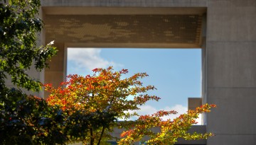 Leaves transform to bright fall colors outside the Herbert F. Johnson Museum of Art.