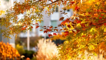 Fall leaves radiate in the afternoon sun on the Engineering Quad.