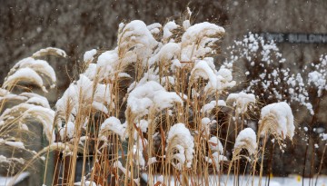 Snow collects on plants outside of the Richard M. Lewis Education Center.