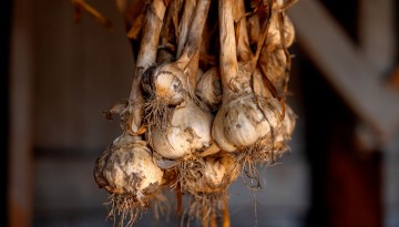 Garlic hung to dry at the Dilmun Hill student farm.