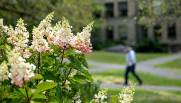 Hydrangeas in bloom outside Stimson Hall. 