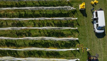Harvesting grapes at Cornell Orchards.