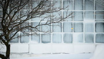 Greenhouses on Tower Road