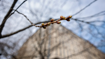 First signs of spring near Olin Library.