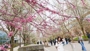 Students walk along Ho Plaza, framed by flowering trees