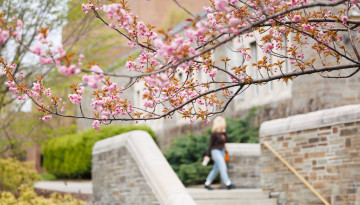 Person walks by Teagle Hall, framed by flowering branches