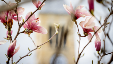 Magnolias bloom outside McGraw Tower.