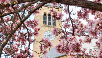 Flowers near Uris Library