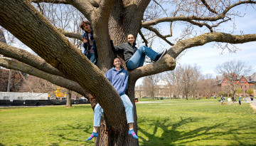 Three students sit in a tree on the Arts Quad