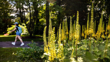 AD White Garden