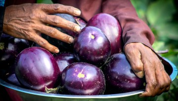 A farmer holds a bin of eggplant.