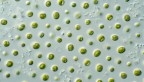 algae under microscope