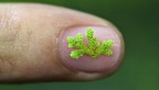 fern leaves on finger