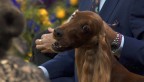 Westminster dog show competitor