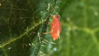 A green peach aphid feeds 