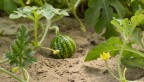 watermelon in sandy soil