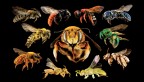 bee diversity