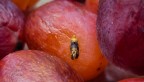 grape moth