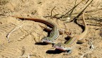Texas spotted whip-tailed lizards