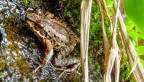 taophora river frog