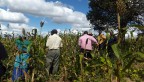 Malawian farmers in a field
