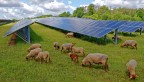 Sheep on solar farm