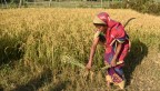 A farmer harvests rice in India