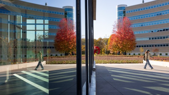 A tree pops with fall color between Bowers and Rhodes halls.